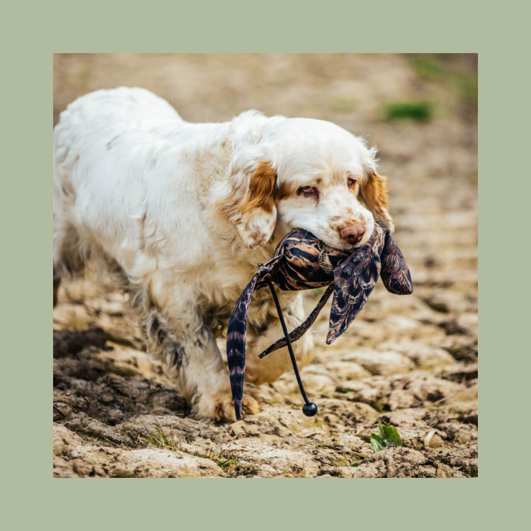 Dog & Field Original Clone - Hen Pheasant